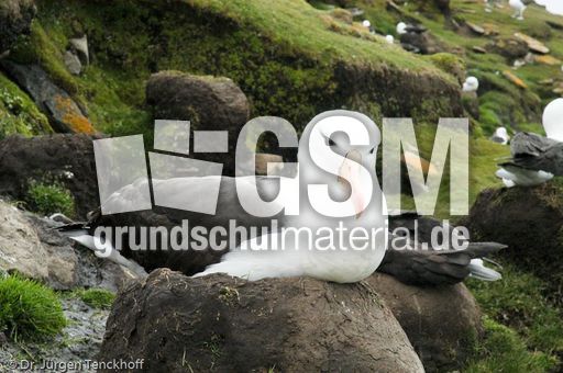 Schwarzbrauenalbatros (22 von 52).jpg